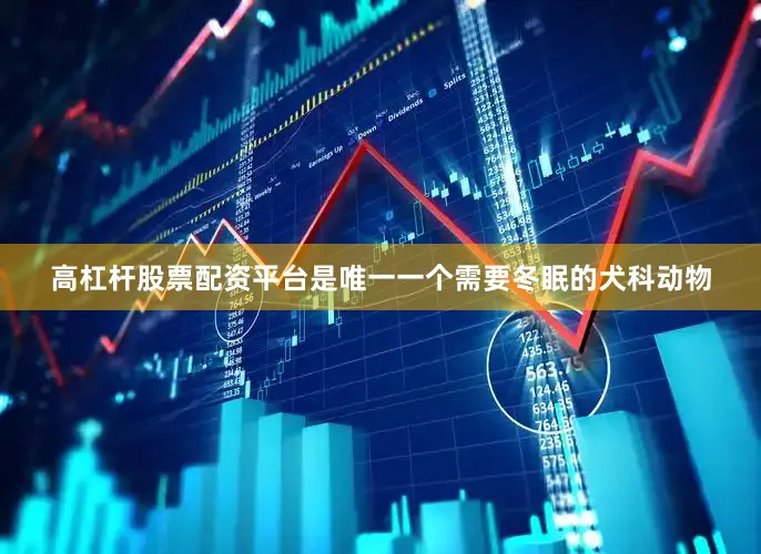 高杠杆股票配资平台是唯一一个需要冬眠的犬科动物